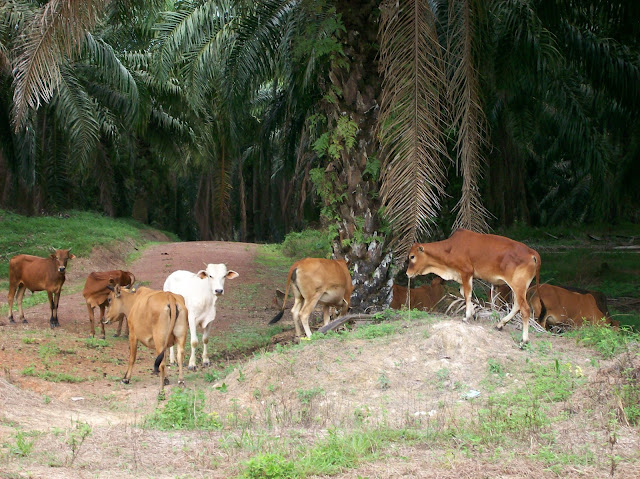 A-herd-of-cows-grazing-at-the-grass-at-the-Orang-Asli-(Malaysian-Aboriginal)-village
