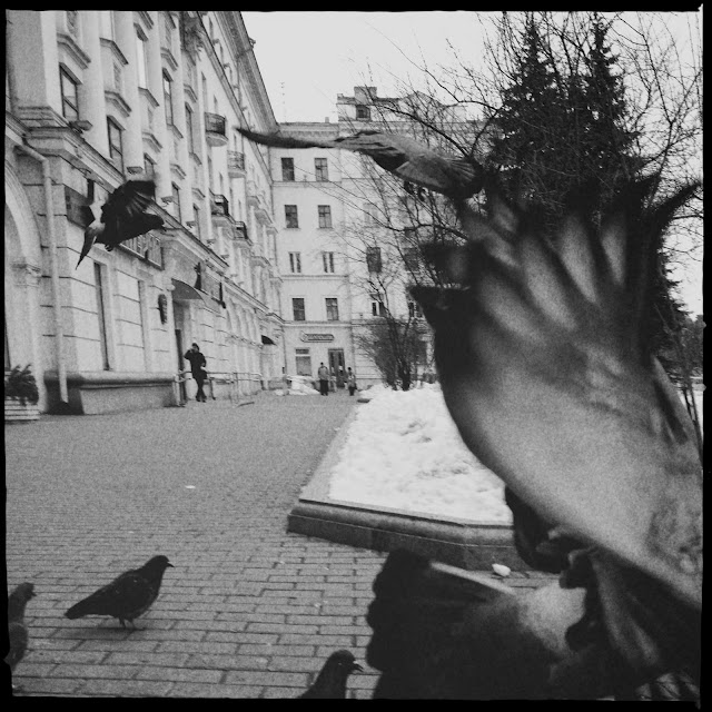 Some streetshots with pigeons - Minsk, Belarus