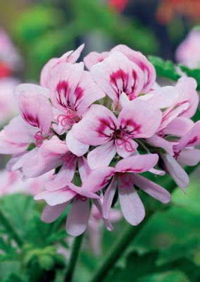 Güzel ve zarif çiçek - ampel Pelargonium 85