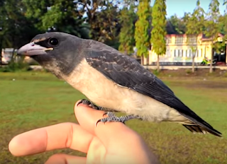 Burung kekep babi jinak Burung kekep babi jinak