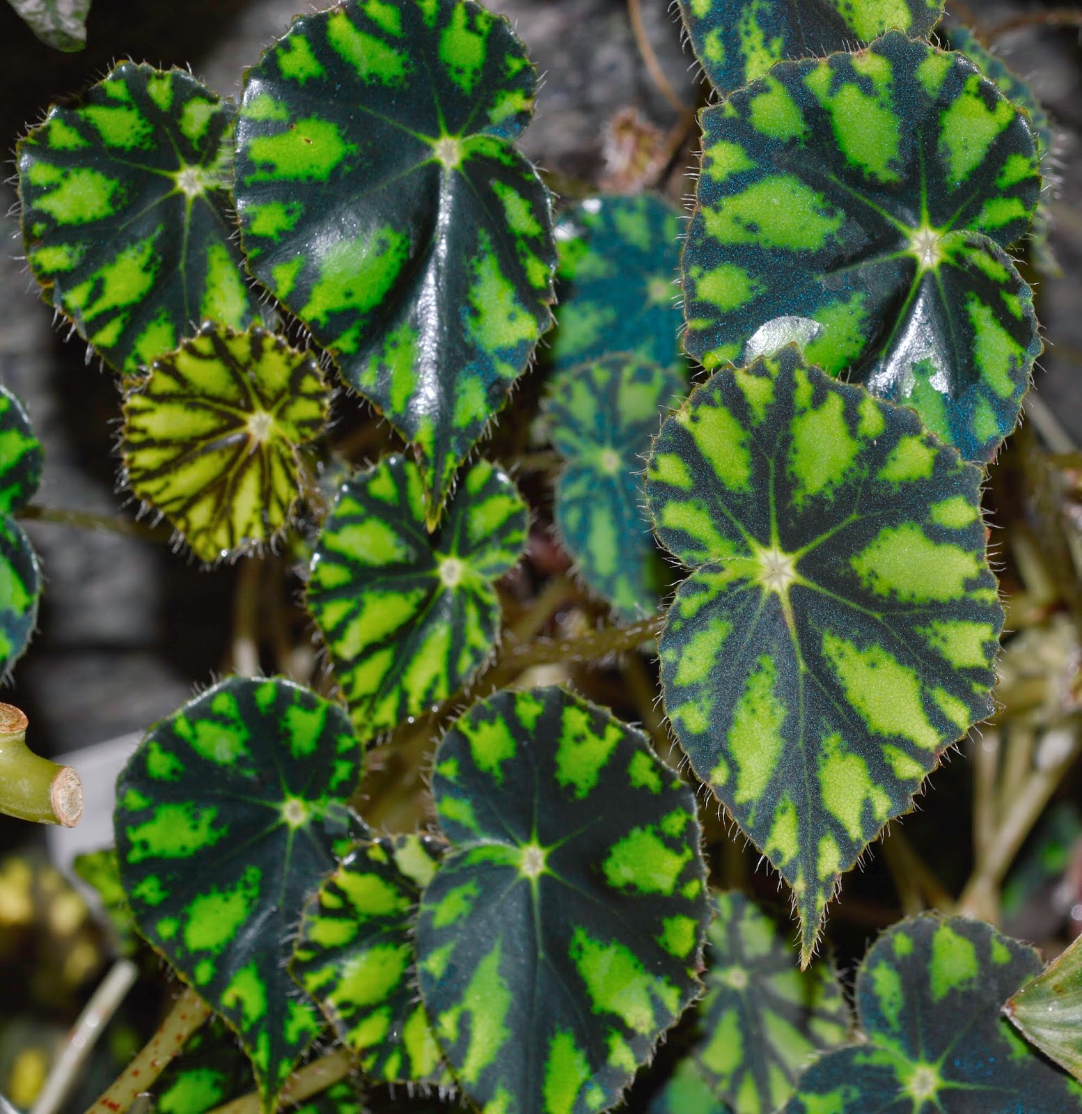 Botanische Raritäten Sammlung seltener Begonia species