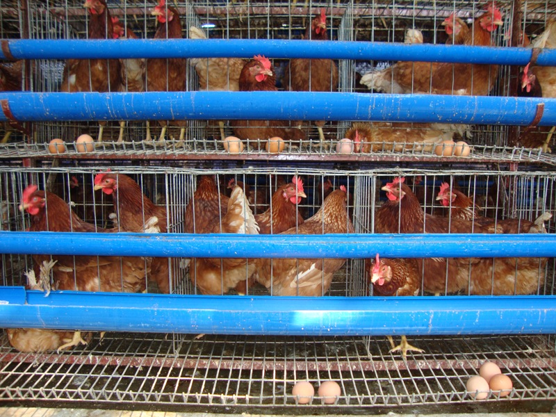 Bangladesh Development Studies Sample Project Proposal on "Poultry