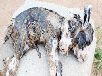 SHOCKER! A Goat With Two-Heads Delivered In Ilorin (Photo)