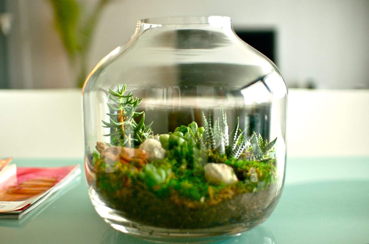 Bae Home Blog Terrariums