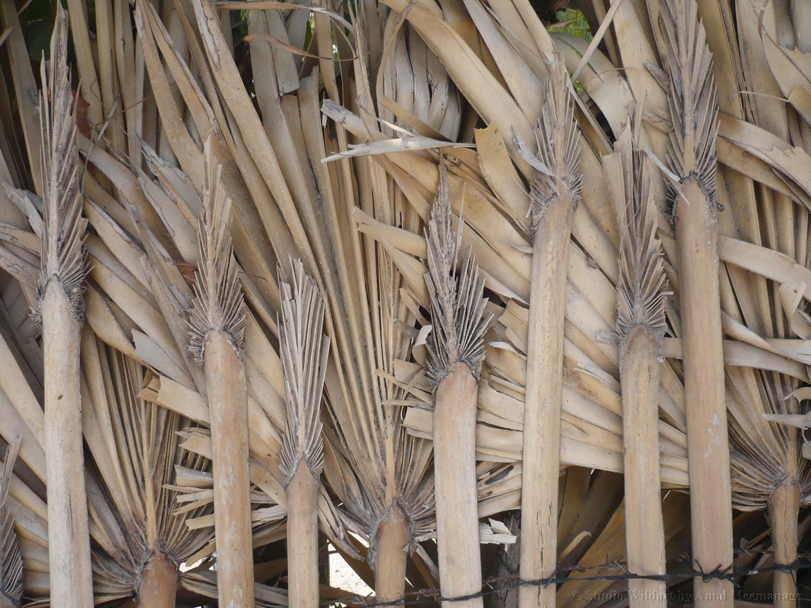 Studiowildart%2540blogger.com--amal-meem