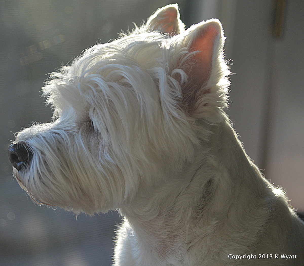 Westie Julep See Deer Smell Deer Bark At Deer