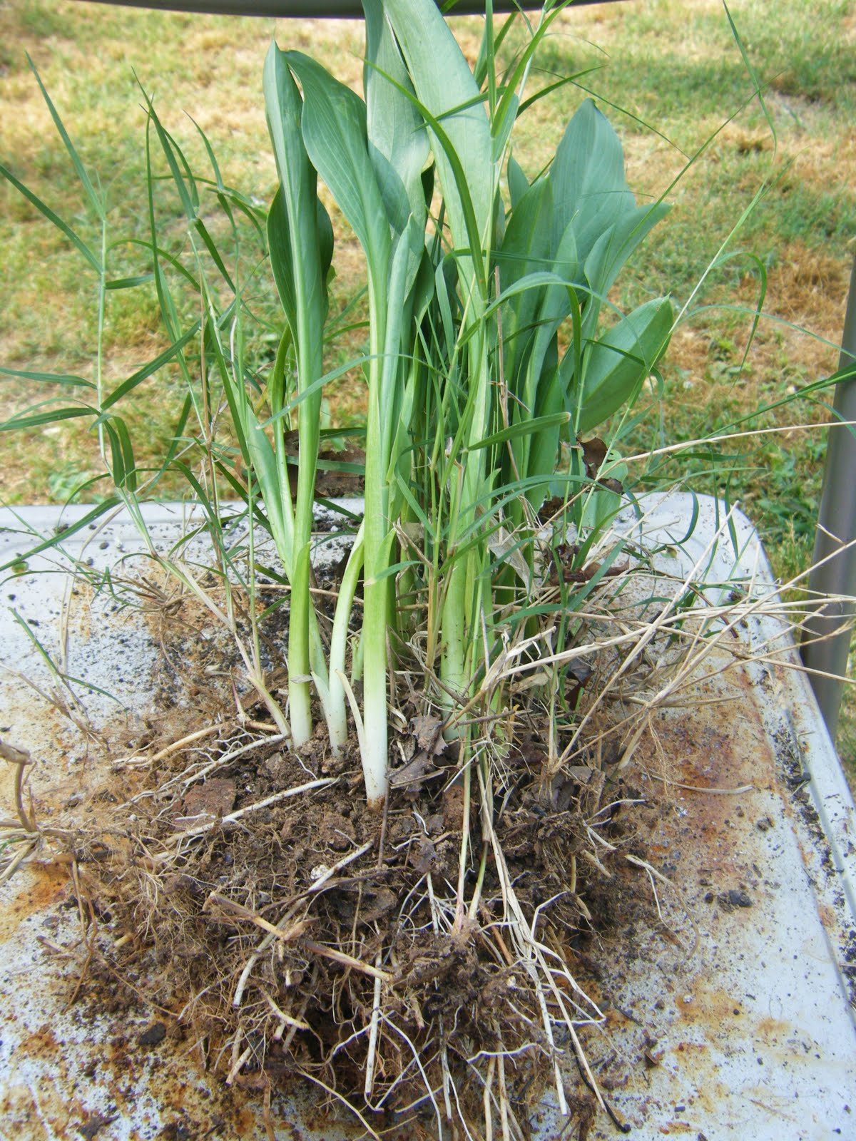 Calla Lily Rhizomes