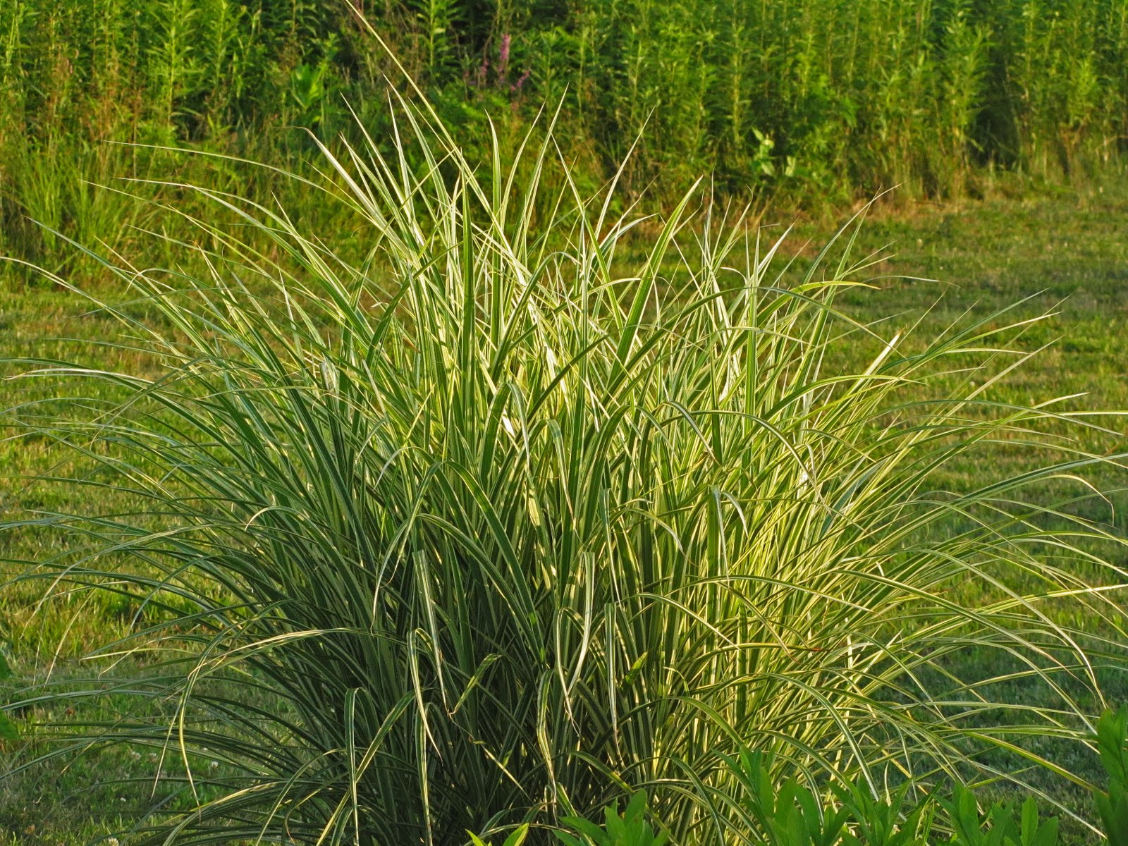 Tall Decorative Grass