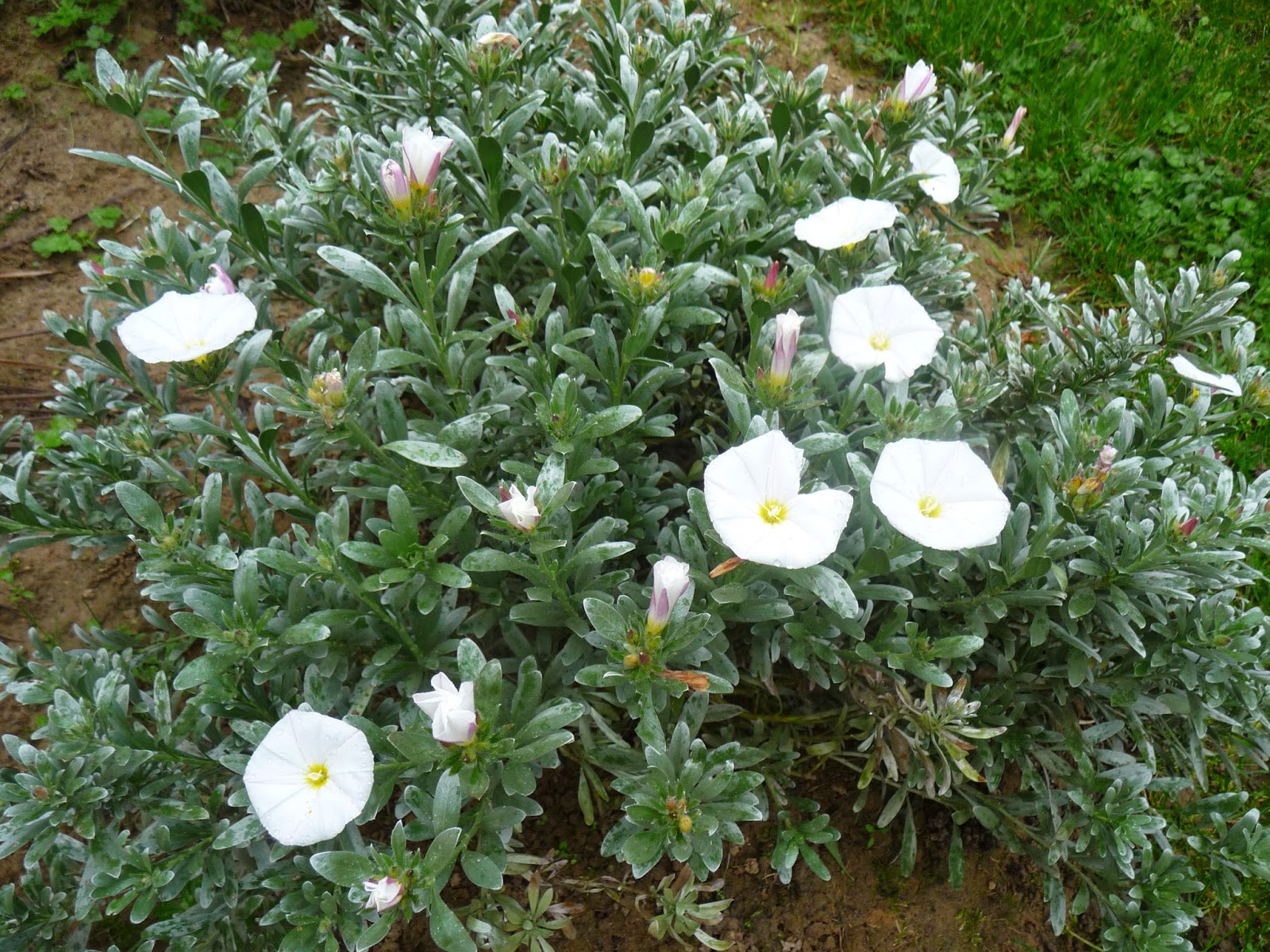 Pittosporum Tobira Nanum Plantes Exterieures