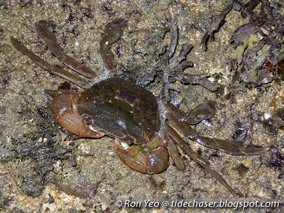 Paddler Crab (Varuna litterata or Varuna yui) Paddler Crab (Varuna litterata or Varuna yui)