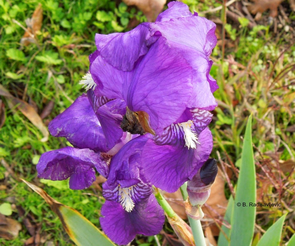 Barb's Garden Observations What Blooms in December in Paso Robles?