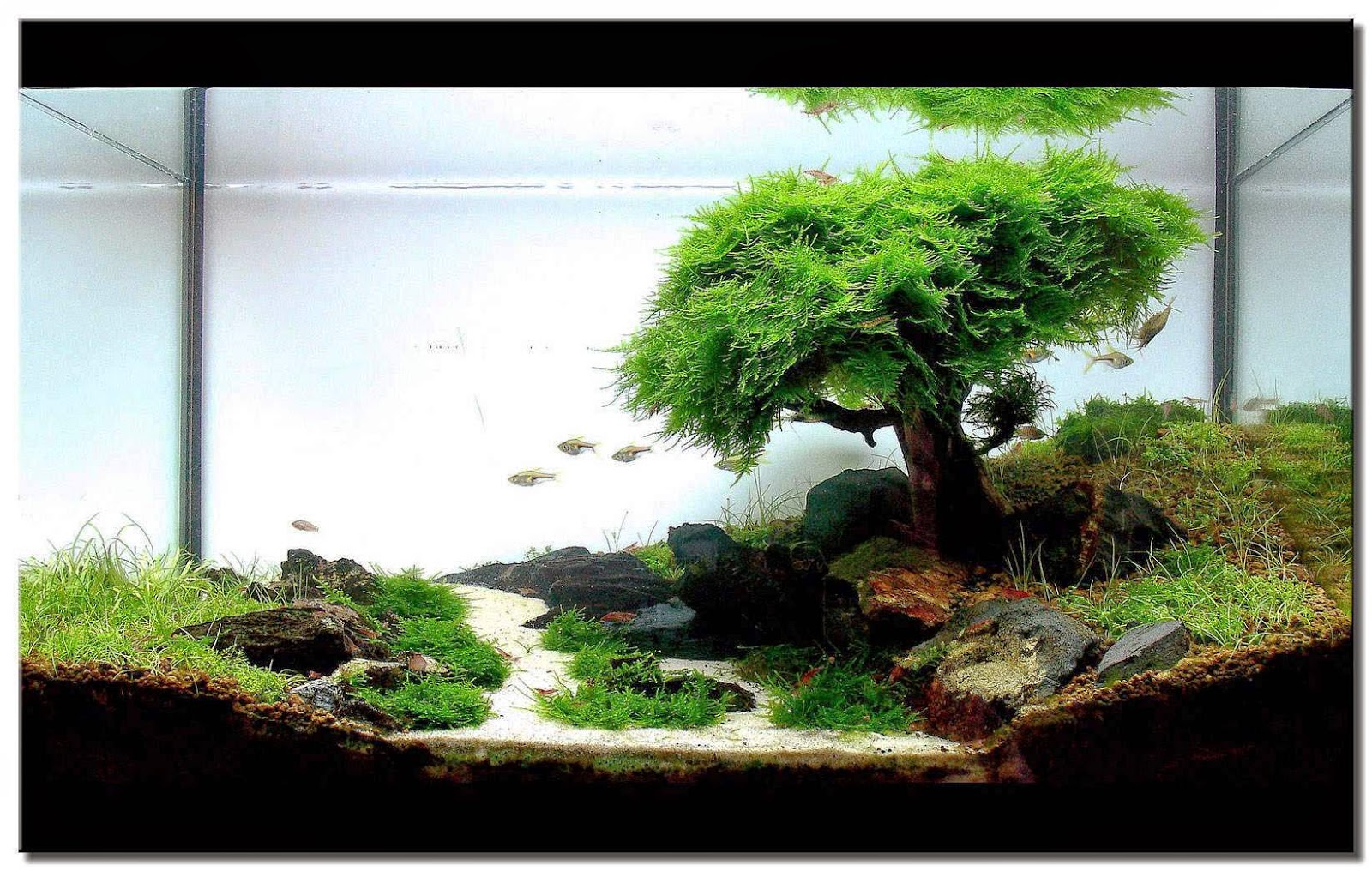 Serotonin Perawatan Aquascape