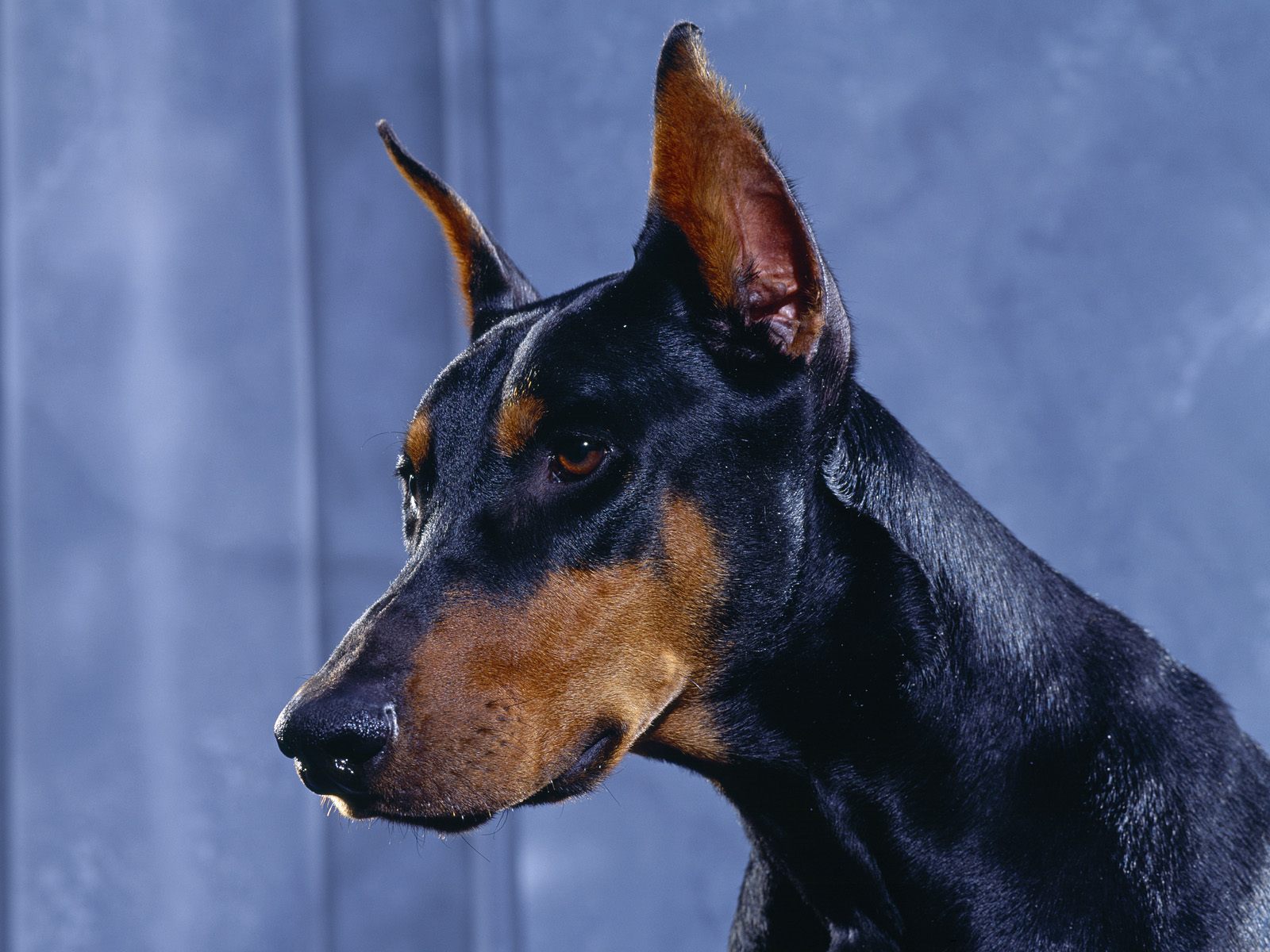 Dogs Wallpapers: blue doberman wallpaper