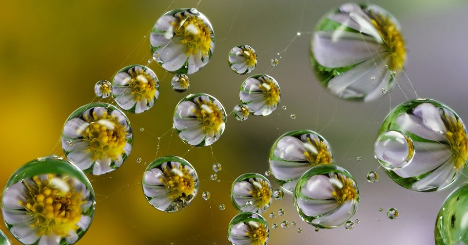 flowers reflected in dew drops Hd Wallpapers | Hindi Motivational