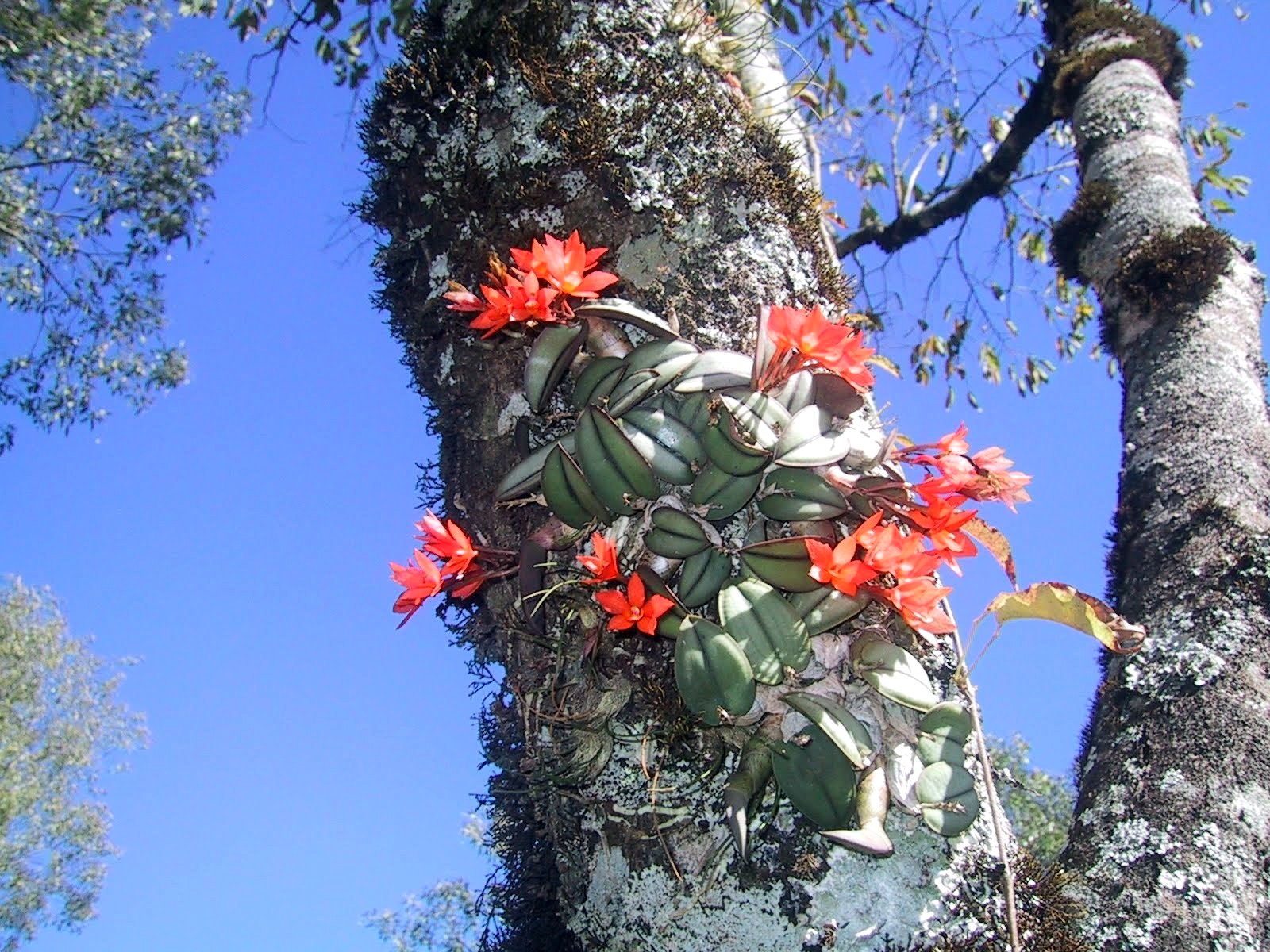 Flores Barranquilla Árbol de las orquídeas