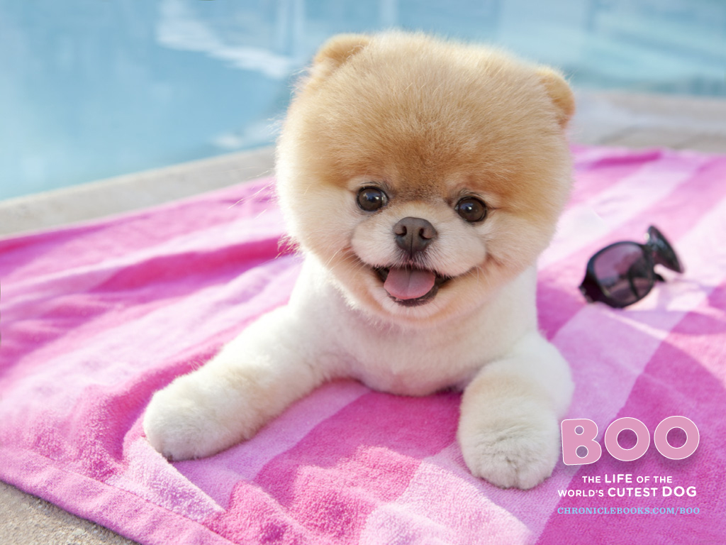 http://4.bp.blogspot.com/-O7TSZU3v3ys/TnL2x5C8oEI/AAAAAAAAHIw/CsjGDnwvBV0/s1600/Boo-The-Worlds-Cutest-Dog-Wallpaper.jpg