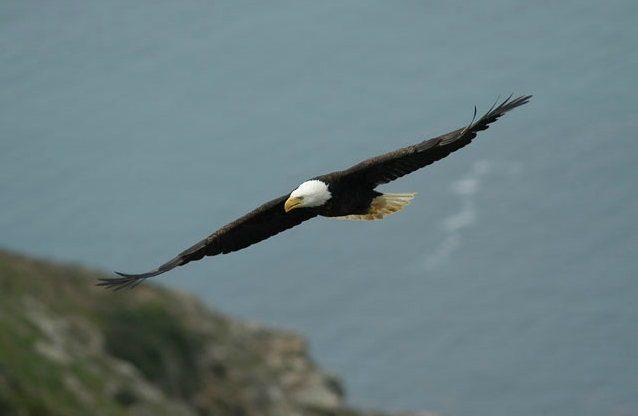 White Wolf : Two Harbors Bald Eagle Nest Cam (Live)