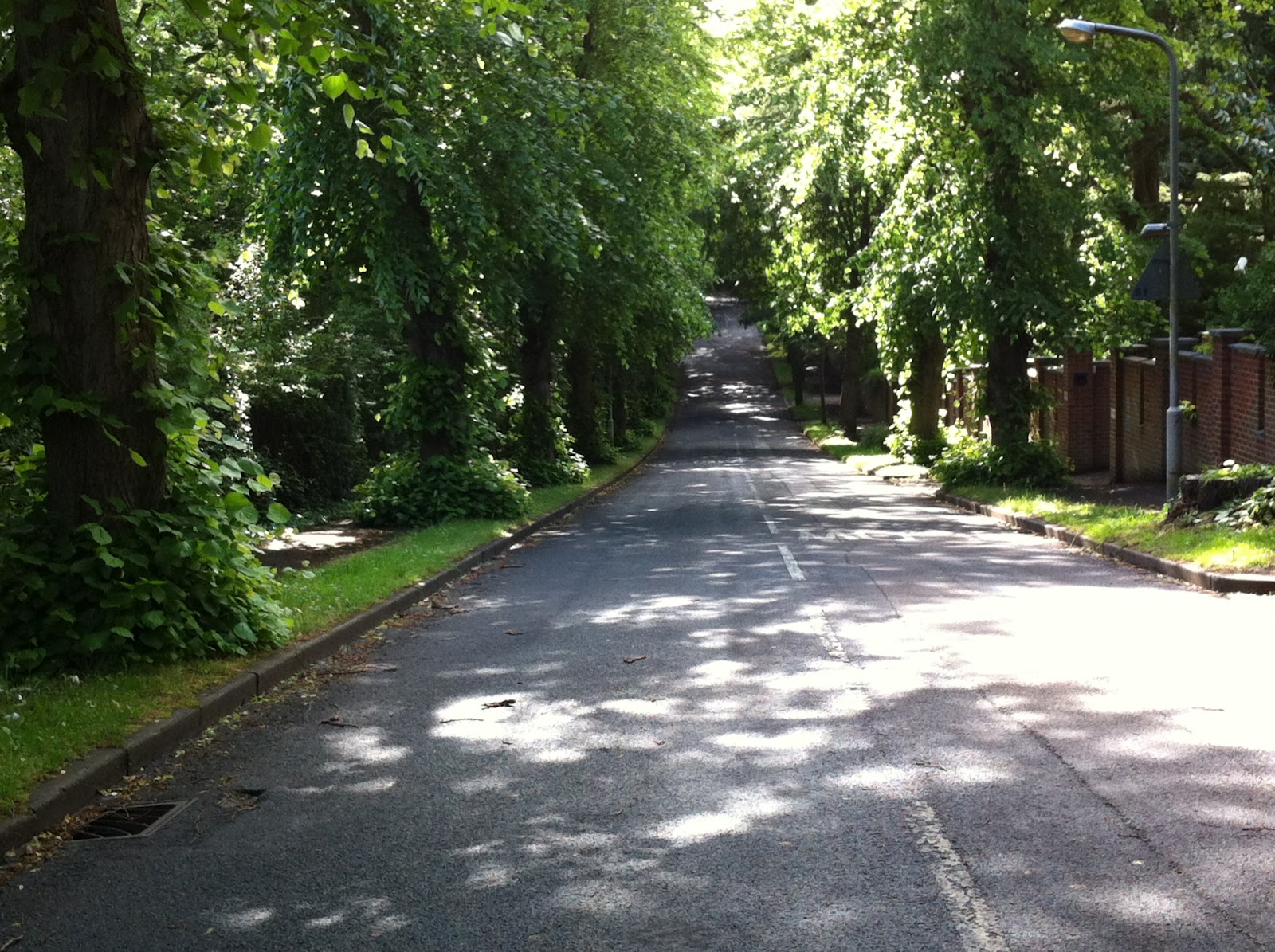 Isobel Ballsdon Lime Trees testing visibility