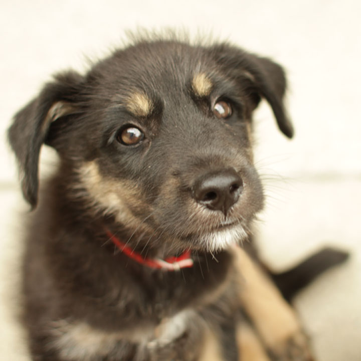 Mama Schnauzer German Shepherd Dog mix