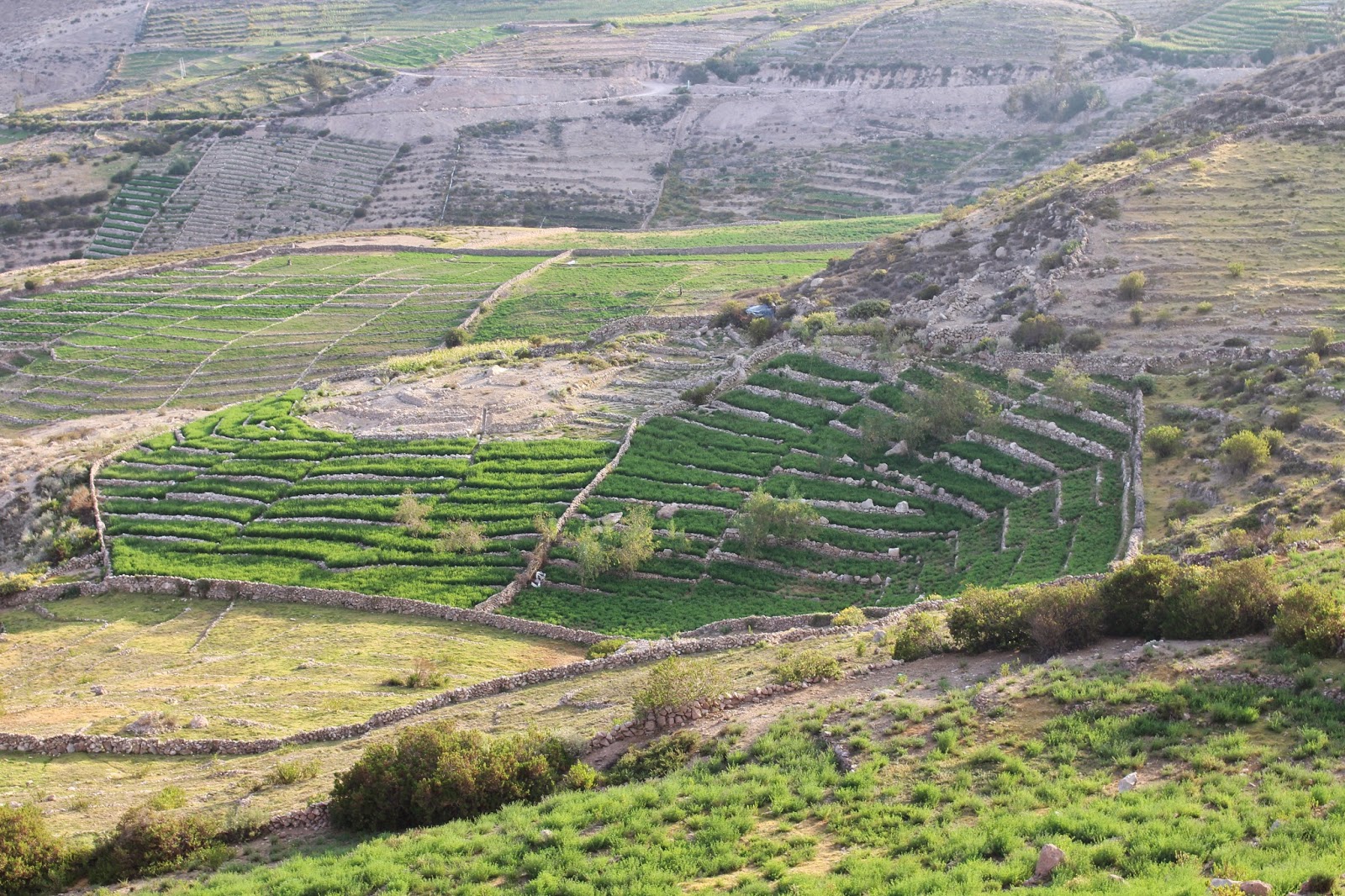 LA HORA DE LA CHALINA APEGA ADOPTA UN ANDEN PRODUCTORES DE TACNA