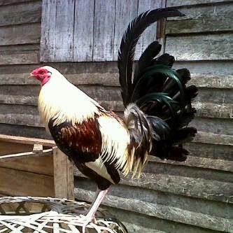73+ Gambar Ayam Filipina Segel Terbaik 73+ Gambar Ayam Filipina Segel Terbaik