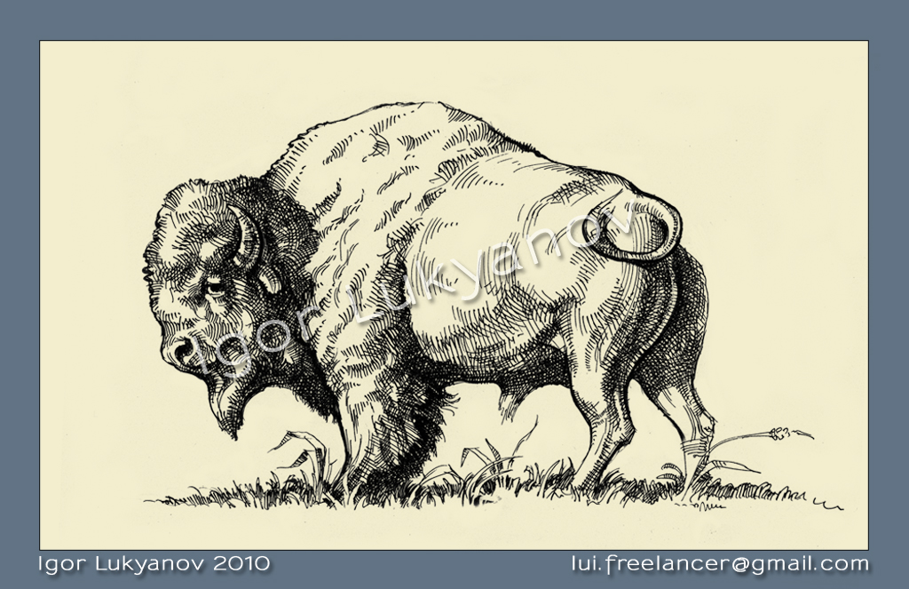 New Illustrator and Artist Commission American Wildlife Illustrations