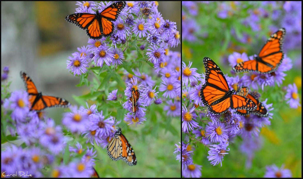Flower Hill Farm BUTTERFLIES Of 2011 Favorite Monarchs Flower Hill