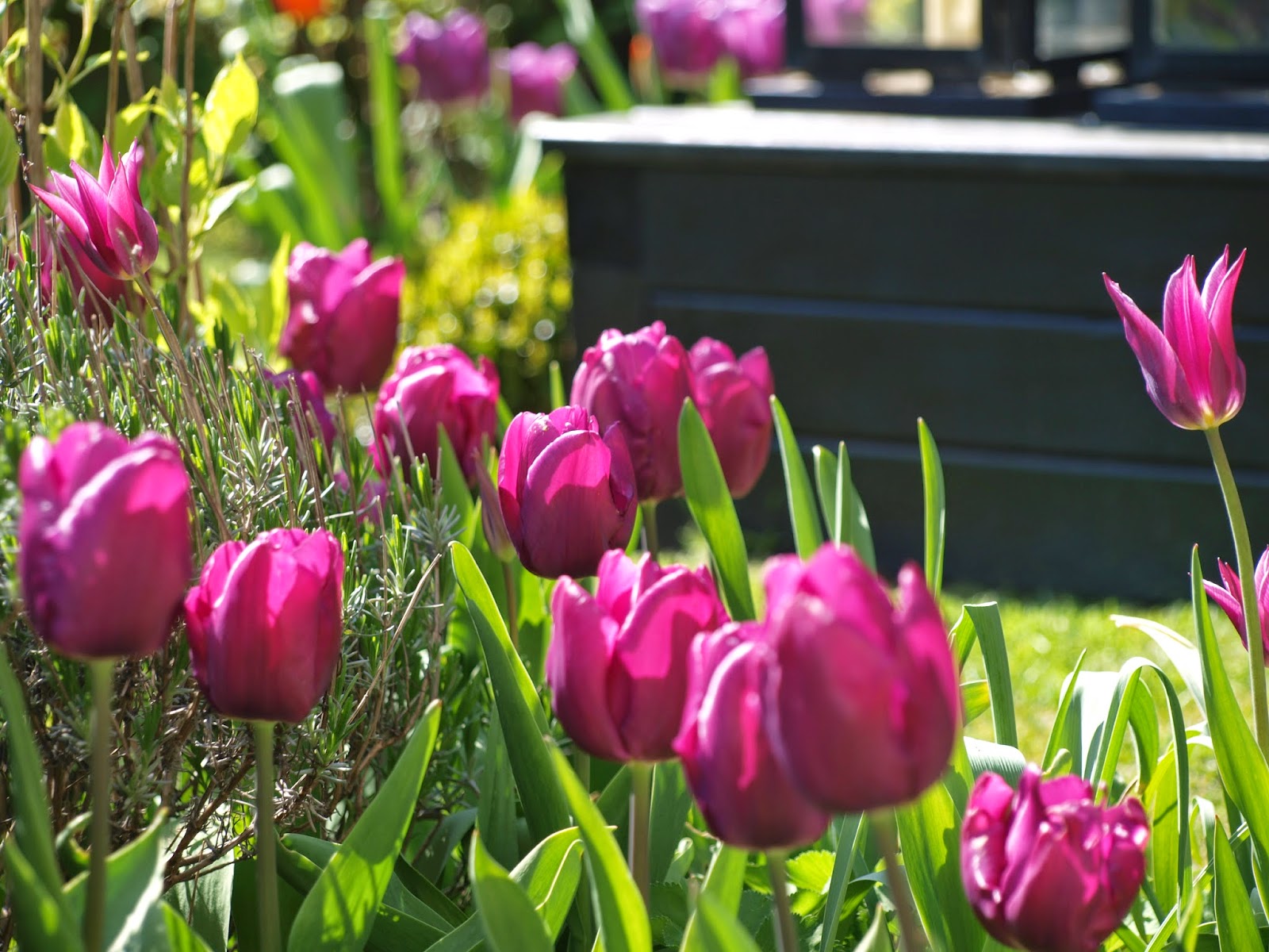 Lilla tulipaner i haven er Purple Prince og Maytime