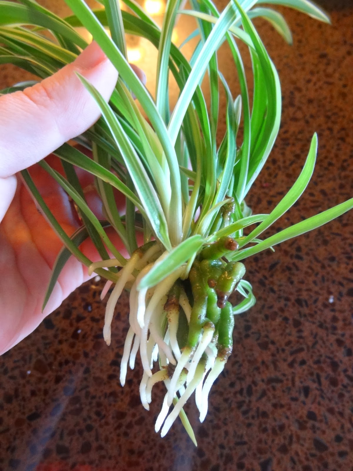 Rebecca�s Texas Garden Spider Plant Propagation