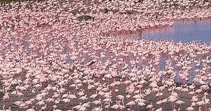 lake natron flamingo season lake natron flamingo season