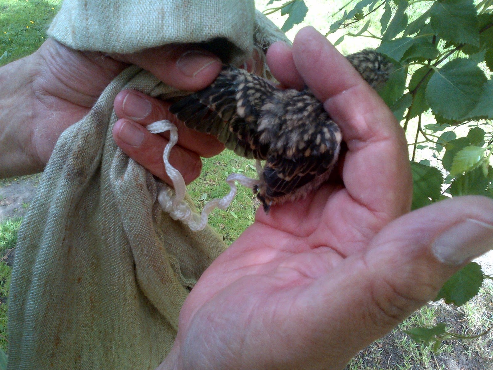 A.W.Birder Always on the lookout for fine birds... Spot Fly Nest
