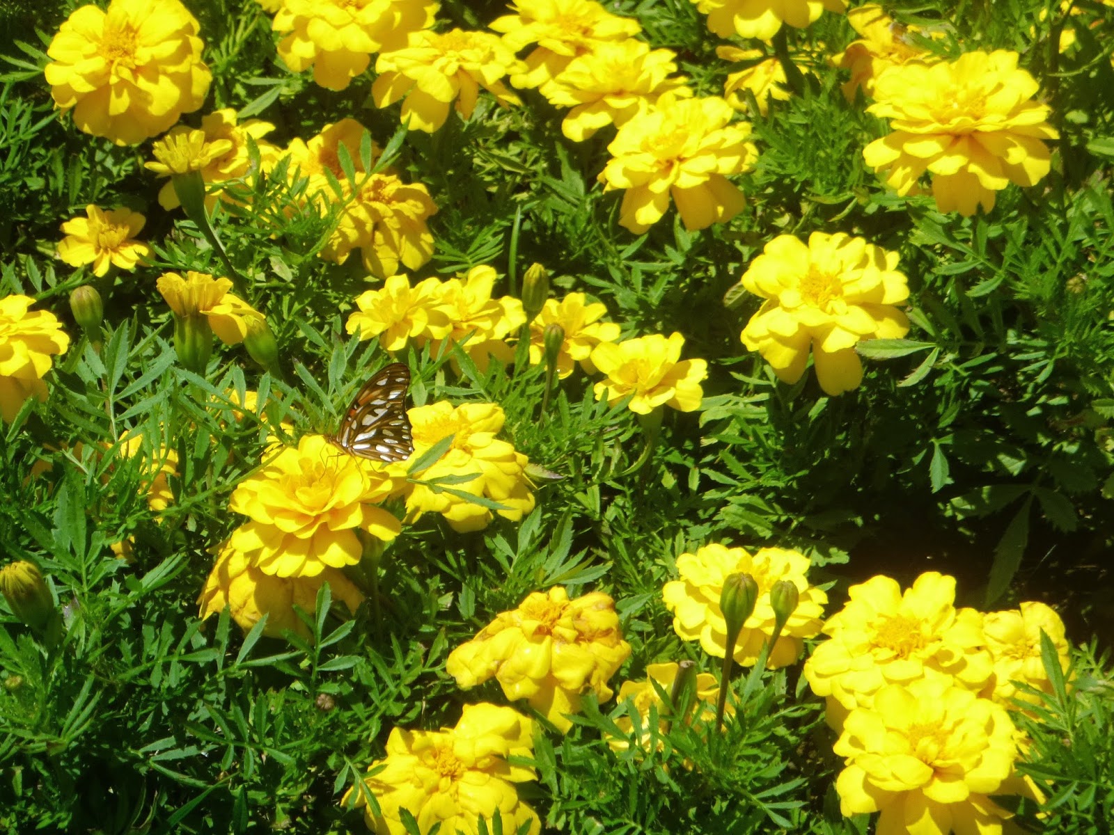 jardim plantas nativas:Jardim de Plantas Nativas de Curitiba jardim plantas nativas:Jardim de Plantas Nativas de Curitiba