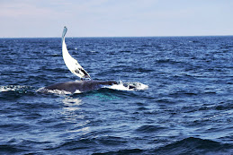 Tors Cove whale watch