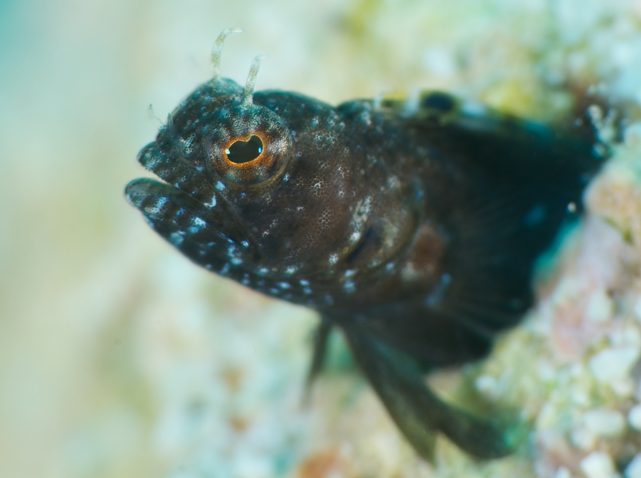 Golden Sailfin Blenny