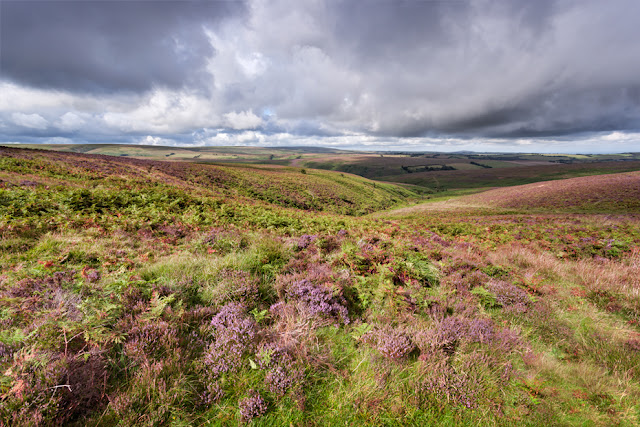 Exmoor landscape with purple heather by Martyn Ferry Photography