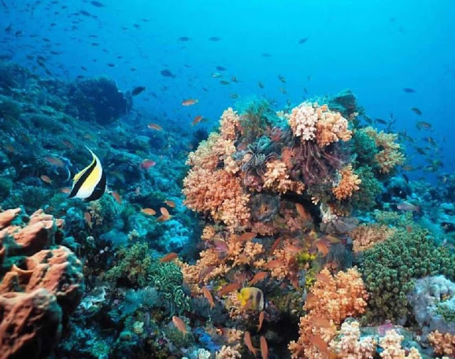 Laut dangkal Laut dangkal