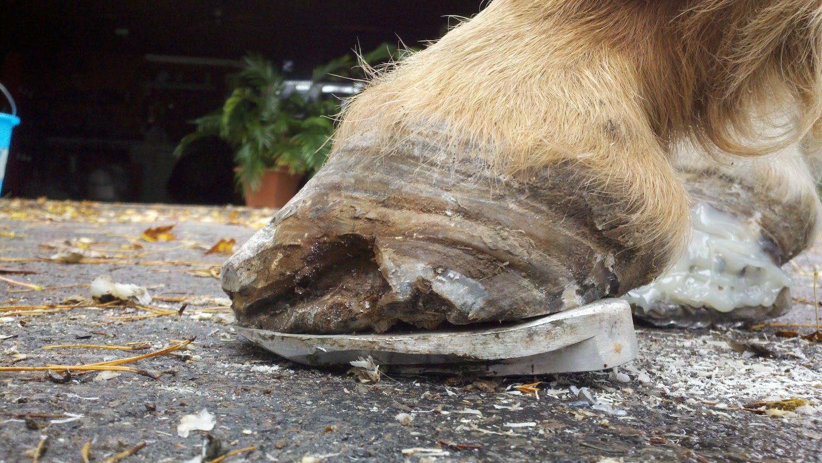 Innovative Equine Podiatry Update on Severe White line disease case