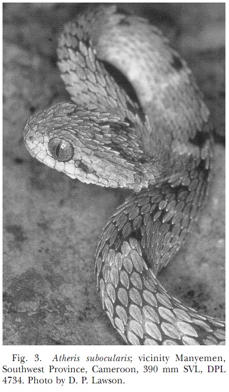 Specimen of Atheris squamigera (CAS 207868) from Bioko Island