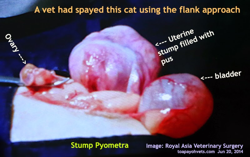 2010vets 1386. Stump pyometra in a cat in Yangon. DepoM pyometra in a