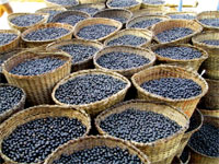 Bacche di accai Racolto di bacche di acai
