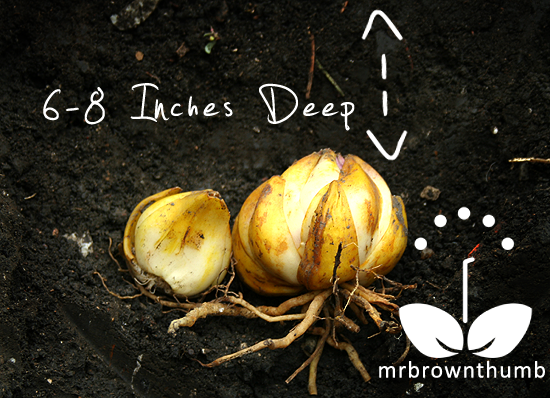 How deep to plant Lily Bulbs