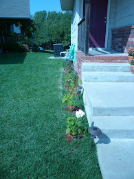 Side view picture of my flowers planted in 2010.