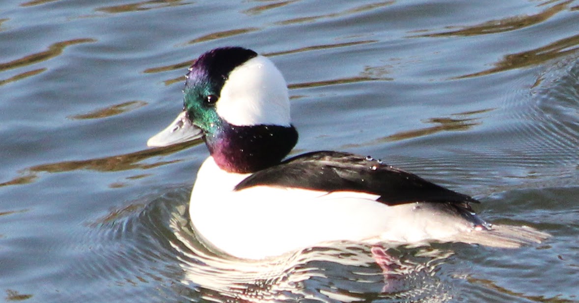 BirdCam on Cheltenham Bufflehead ducks