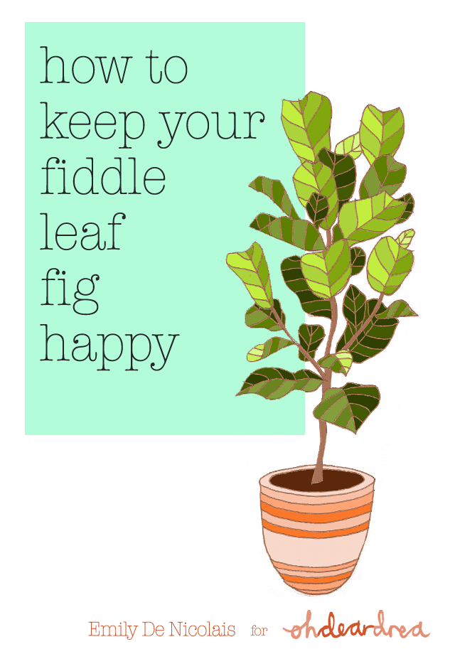 Simple Natural Living How To Care For An Indoor Fiddle