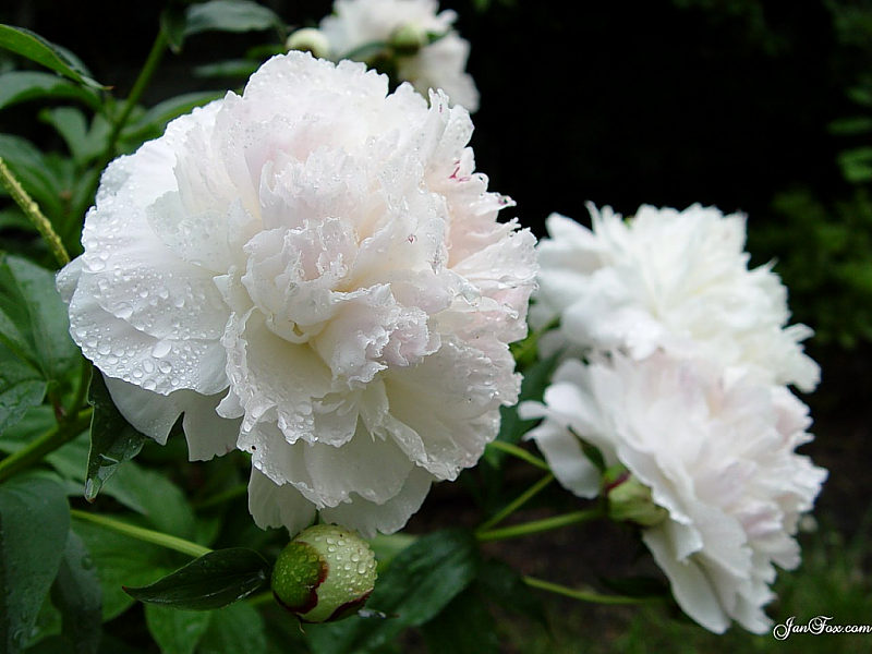 New White Rose Wallpaper wallpaper white roses. New White Rose Wallpaper