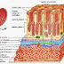 Kelenjar Lambung (Gaster) dan Kelenjar Duodenum thumbnail