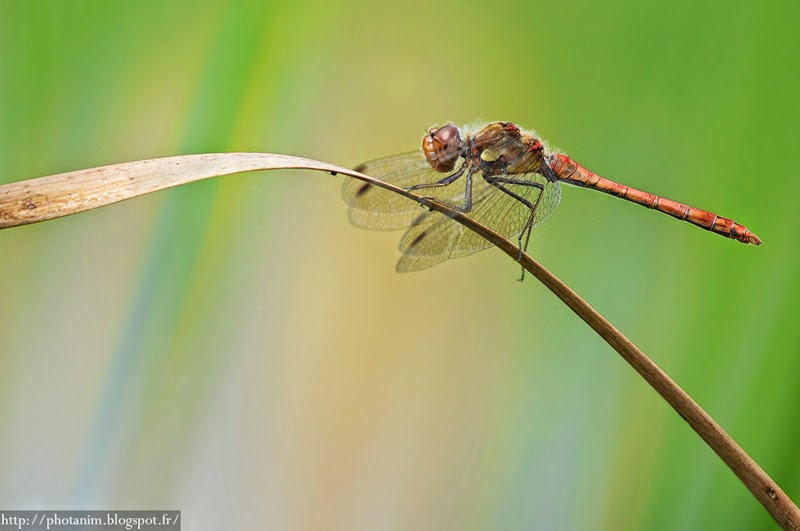sympetrum striolatum seine et marne sympetrum striolatum male