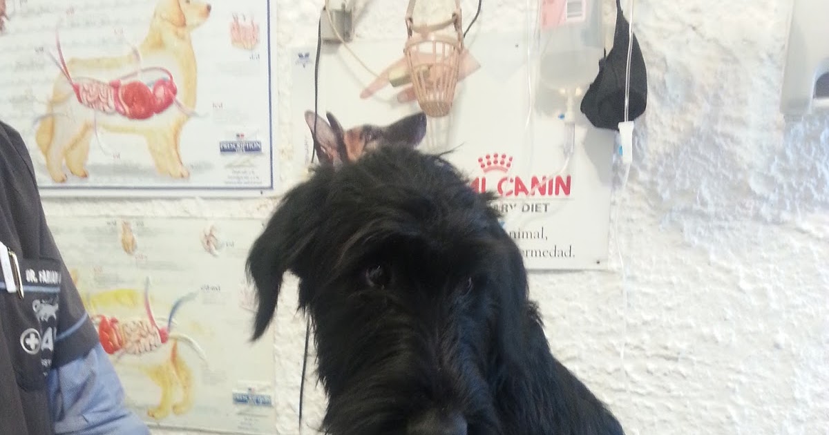 Ab nach Uruguay! Diagnostik beim Tierarzt