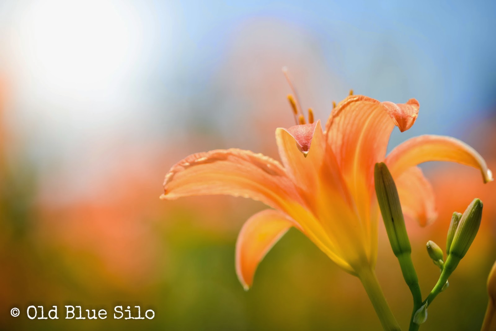 Old Blue Silo Tiger Lilies on the Farm