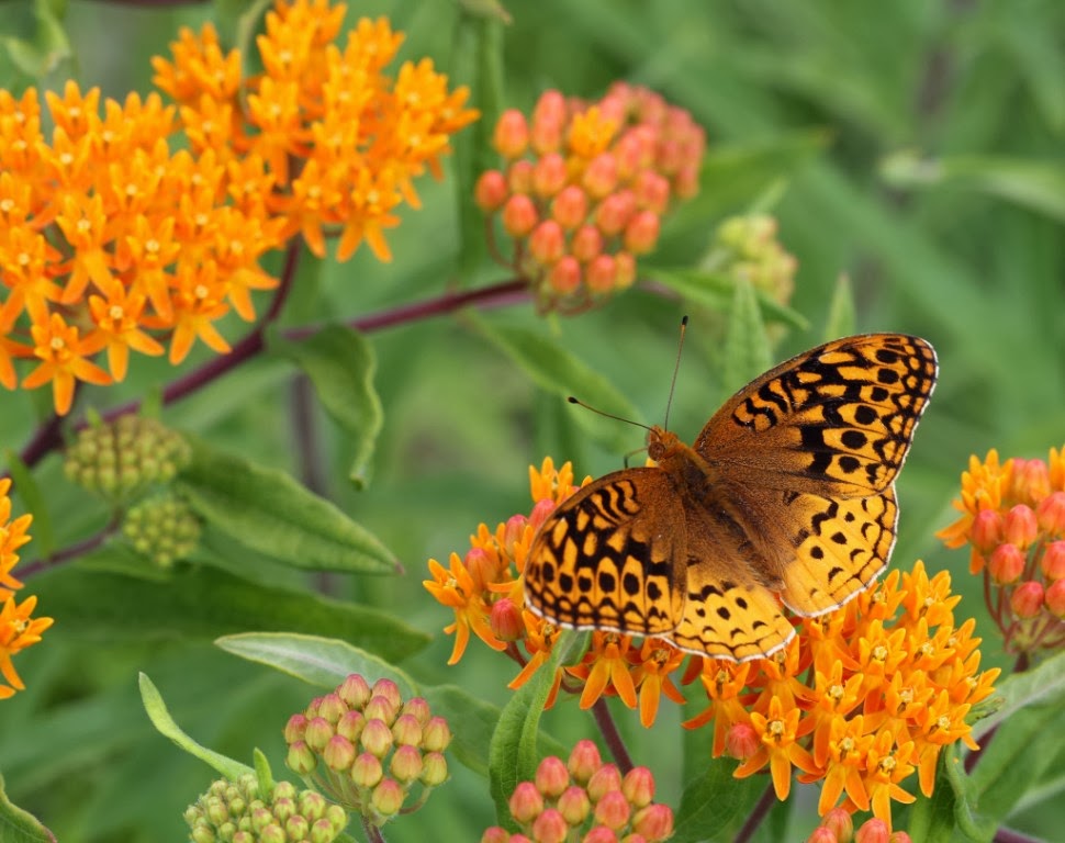Ohio Birds and Biodiversity Butterflies, on temporary hiatus